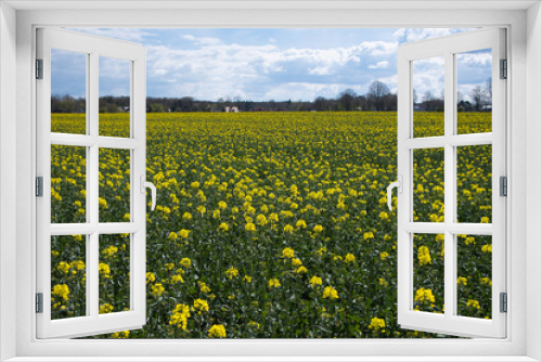 Fototapeta Naklejka Na Ścianę Okno 3D - Raps Feld mit gelben Blüten