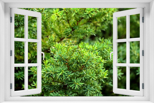 Fototapeta Naklejka Na Ścianę Okno 3D - The green pine leaf in autumn