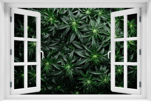 Fototapeta Naklejka Na Ścianę Okno 3D - Cannabis CBD plant on black background. Layout of fresh wet marijuana leaves, watering bush, top view. Hemp recreation, legalization concept.