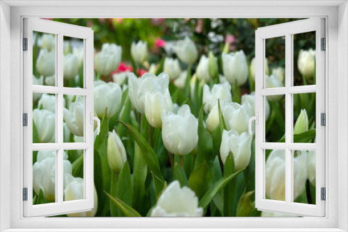 Fototapeta Naklejka Na Ścianę Okno 3D - Beautiful white tulips in the morning tulip garden