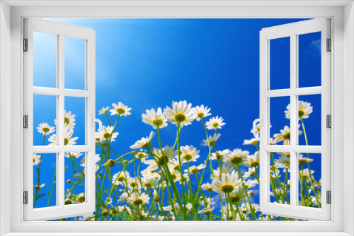 Fototapeta Naklejka Na Ścianę Okno 3D - Field of daisies