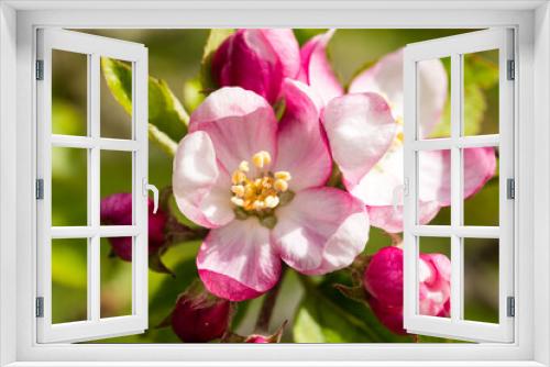 Fototapeta Naklejka Na Ścianę Okno 3D - Fleurs de pommier au printemps en plan rapproché