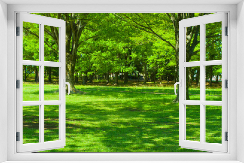 Fototapeta Naklejka Na Ścianę Okno 3D - banner image of green garden