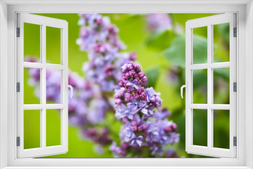 Fototapeta Naklejka Na Ścianę Okno 3D - Syringa plant in fool bloom. Purple Lilac flowers in spring park. 