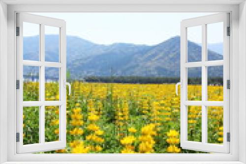 Fototapeta Naklejka Na Ścianę Okno 3D - 黄色いルーピンの風景