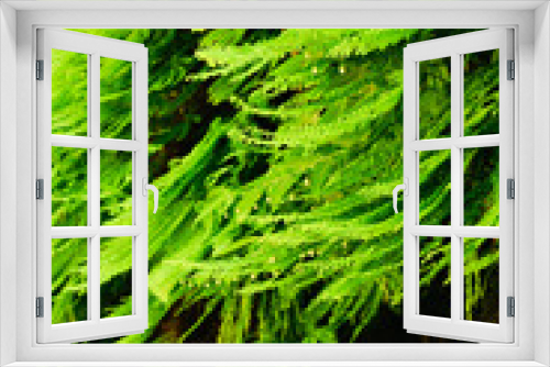 Fototapeta Naklejka Na Ścianę Okno 3D - Closer look at fern leaves with tiny cute fruits