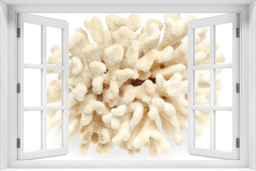 Fototapeta Naklejka Na Ścianę Okno 3D - Beautiful exotic sea coral isolated on white, top view