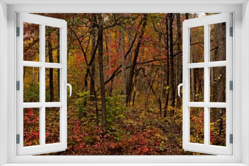 Fototapeta Naklejka Na Ścianę Okno 3D - Fall Forest