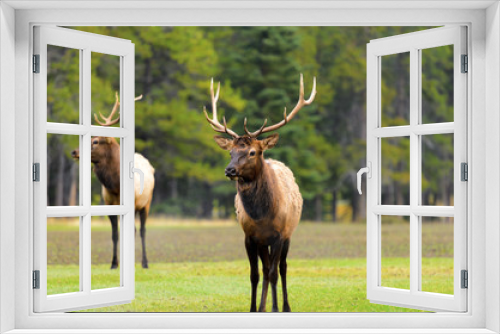 Fototapeta Naklejka Na Ścianę Okno 3D - Rocky Mountain Elk