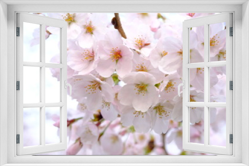 Fototapeta Naklejka Na Ścianę Okno 3D - 小江戸川越　喜多院の満開の桜