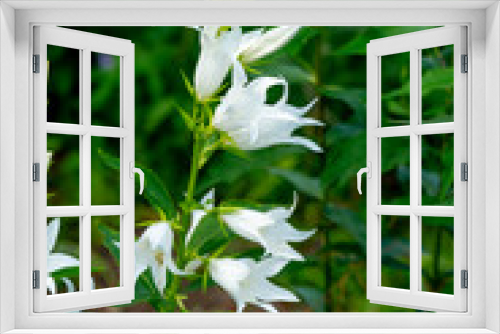 Fototapeta Naklejka Na Ścianę Okno 3D - White campanula latifolia flowers in the summer garden (giant bellflower, large campanula, wide leaved bellflower)