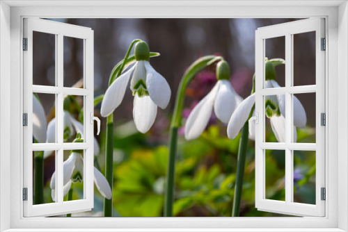 Fototapeta Naklejka Na Ścianę Okno 3D - Flowers snowdrops in garden, sunlight. First beautiful snowdrops in spring. Common snowdrop blooming. Galanthus nivalis bloom in spring forest.