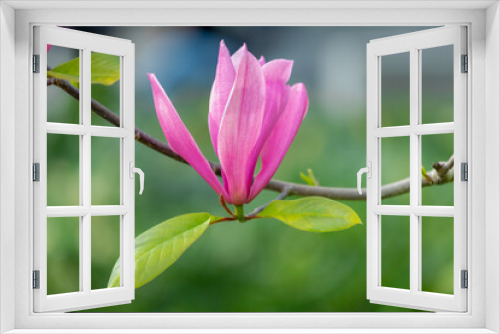 Fototapeta Naklejka Na Ścianę Okno 3D - Selective focus of purple Magnolia full bloom on the tree, White pink flower in spring, Magnolia is a large genus of flowering plant species in the subfamily Magnolioideae, Nature floral background.
