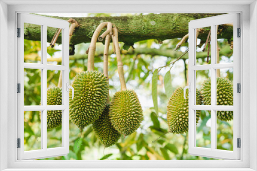 Fototapeta Naklejka Na Ścianę Okno 3D - Durian fruit on the branch in the garden ready to harvest, product quality for export in Thailand, agriculture concept 