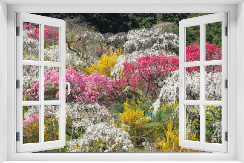 Fototapeta Naklejka Na Ścianę Okno 3D - 満開の枝垂れ桃の花