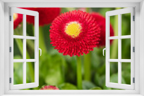 Fototapeta Naklejka Na Ścianę Okno 3D - Bright magenta English daisy - Bellis perennis. Potted red English daysy.