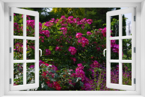 Fototapeta Naklejka Na Ścianę Okno 3D - 太陽の光を浴びて咲き誇るバラ園の気品漂うピンク色の薔薇の花