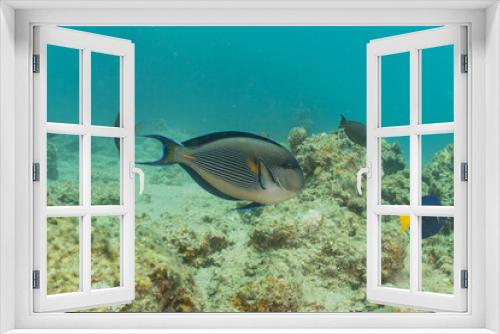 Fototapeta Naklejka Na Ścianę Okno 3D - Fish swim in the Red Sea, colorful fish, Eilat Israel
