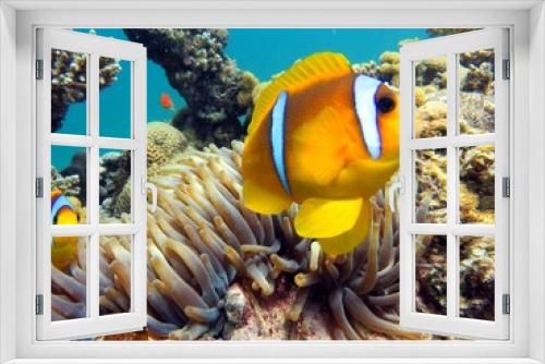 Fototapeta Naklejka Na Ścianę Okno 3D - beautiful clown fish of the red sea