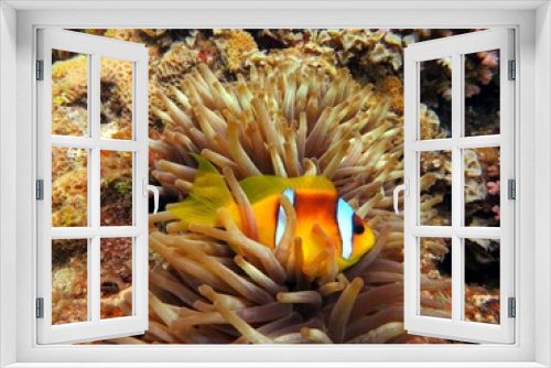 Fototapeta Naklejka Na Ścianę Okno 3D - beautiful clown fish of the red sea