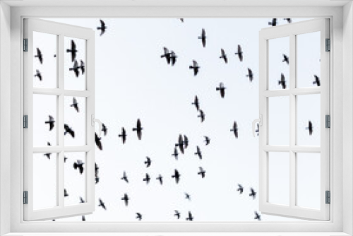 Fototapeta Naklejka Na Ścianę Okno 3D - A flock of Pegions