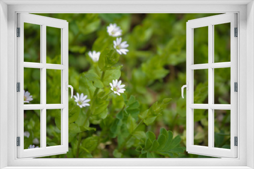Fototapeta Naklejka Na Ścianę Okno 3D - white flowers in the garden