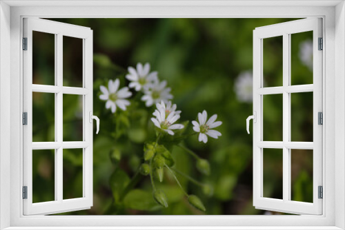 Fototapeta Naklejka Na Ścianę Okno 3D - white flowers in the grass