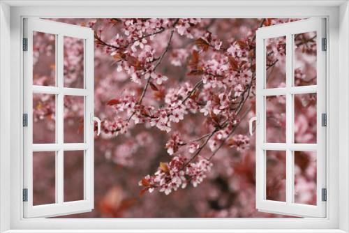 Fototapeta Naklejka Na Ścianę Okno 3D - Blossom in spring, plum tree