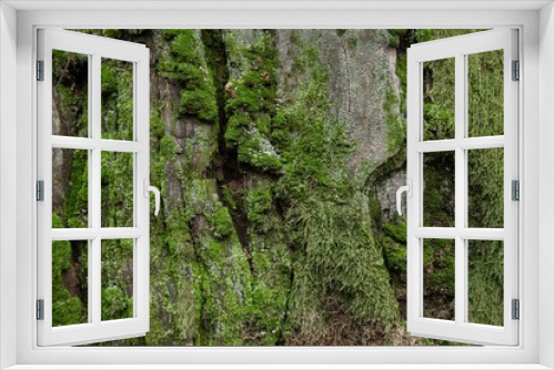 Fototapeta Naklejka Na Ścianę Okno 3D - Piece of wood overgrown with moss and cracked by time.