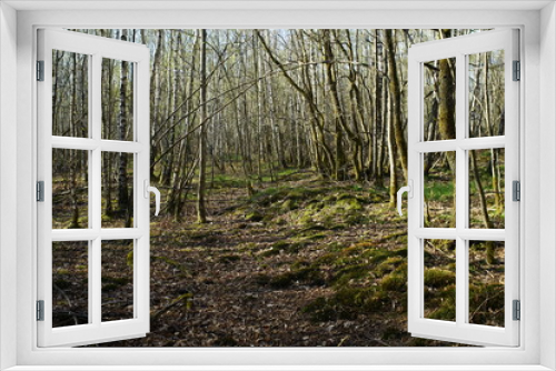 Fototapeta Naklejka Na Ścianę Okno 3D - Wald aus Birken, Betula pendula im April bei Austrieb der Knospen in der Taiga