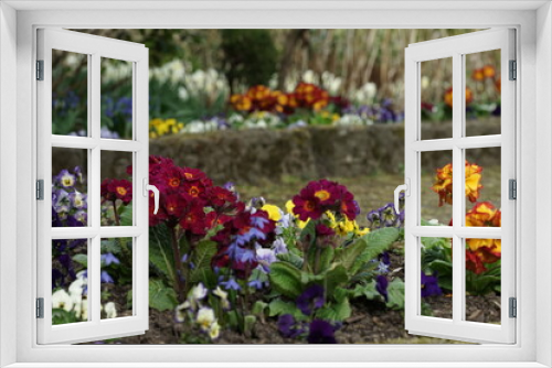Fototapeta Naklejka Na Ścianę Okno 3D - Schöne, freundliche Frühlings Blumen in einem Beet und Garten in schillernden Farben mit Primeln und Stiefmütterchen