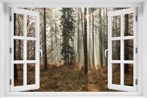 Fototapeta Naklejka Na Ścianę Okno 3D - słoneczny jesienny las