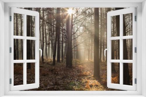 Fototapeta Naklejka Na Ścianę Okno 3D - promienny jesienny las
