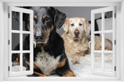 Fototapeta Naklejka Na Ścianę Okno 3D - Cute black mixed breed dog and Golden Retriever relaxing on bed blanket.