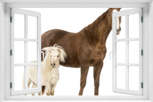 Fototapeta Naklejka Na Ścianę Okno 3D - Horse and Shetland standing next to each other