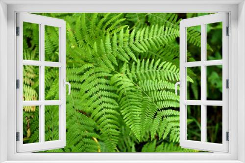 Fototapeta Naklejka Na Ścianę Okno 3D - naturally growing fern (Pteridophyta)