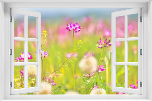 Fototapeta Naklejka Na Ścianę Okno 3D - 春の野原の色とりどりのお花畑