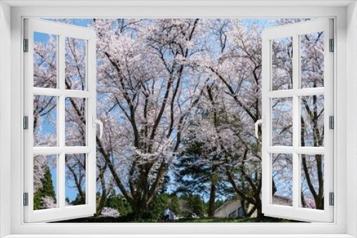 Fototapeta Naklejka Na Ścianę Okno 3D - 樹木公園は桜の世界