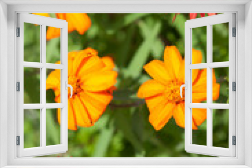 Fototapeta Naklejka Na Ścianę Okno 3D - orange and red flowers in the sun