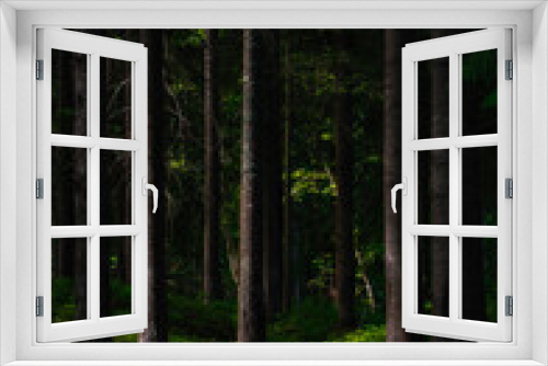 Fototapeta Naklejka Na Ścianę Okno 3D - pine woodland sunlight