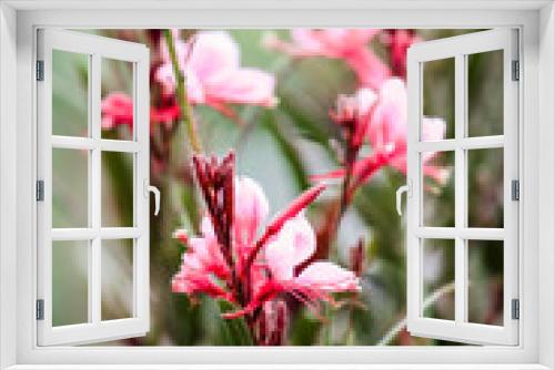 Fototapeta Naklejka Na Ścianę Okno 3D - Belleza Compact Light Pink Gaura 