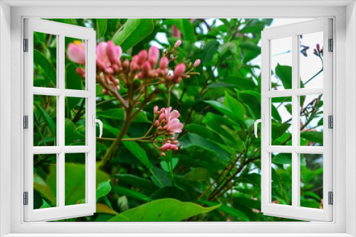 Fototapeta Naklejka Na Ścianę Okno 3D - Pink flowers in the garden close up