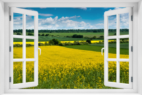 Fototapeta Naklejka Na Ścianę Okno 3D - farmland, line of yellow rapeseed and green field, beautiful landscapes of fields