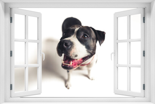 Fototapeta Naklejka Na Ścianę Okno 3D - Faithful and likable black-and-white pure breed dog looking aside with opened muzzle over white background. High quality photo