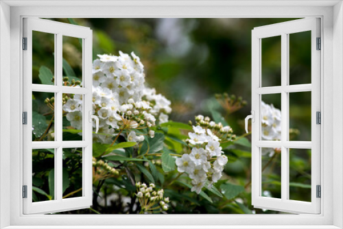 Fototapeta Naklejka Na Ścianę Okno 3D - Flores blancas de una verbena