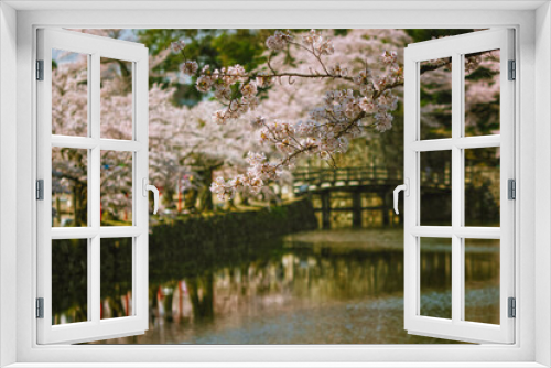 Fototapeta Naklejka Na Ścianę Okno 3D - 滋賀県彦根市の彦根城周辺のお堀沿いに咲く満開の桜