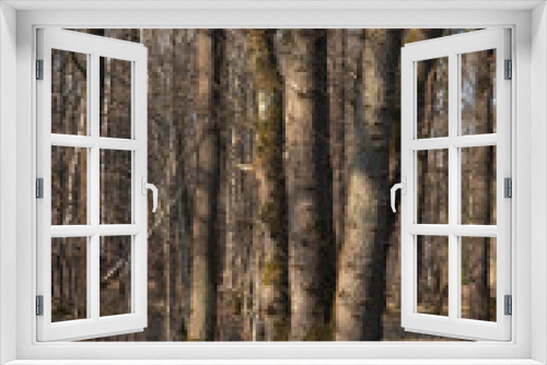 Fototapeta Naklejka Na Ścianę Okno 3D - Chêne pédonculé, quercus robur, hiver, forêt domaniale de Sénart, 91, Essonne