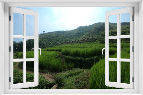 Fototapeta Naklejka Na Ścianę Okno 3D - rice field
