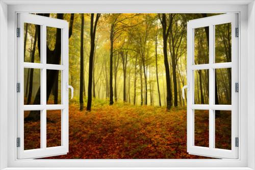 Fototapeta Naklejka Na Ścianę Okno 3D - Foggy autumn day intot he forest