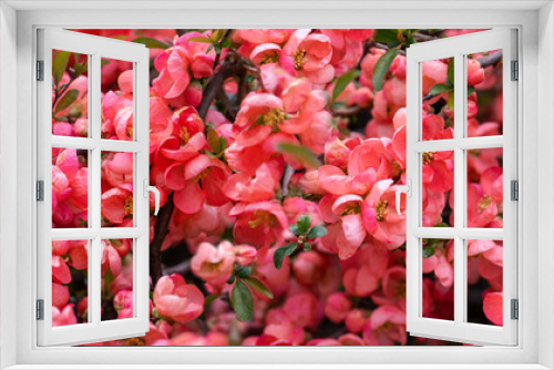 Fototapeta Naklejka Na Ścianę Okno 3D - pigwa, pomarańczowe kwiaty pigwy w wiosennym ogrodzie, kwiaty pigwowca